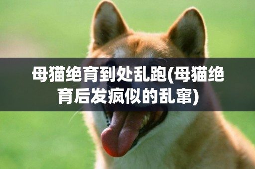 母貓絕育到處亂跑(母貓絕育后發瘋似的亂竄)