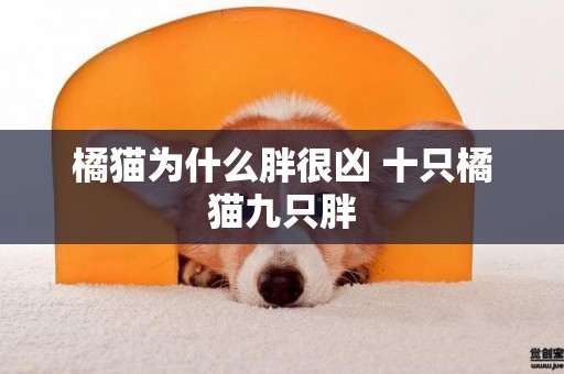 橘貓為什么胖很兇 十只橘貓九只胖