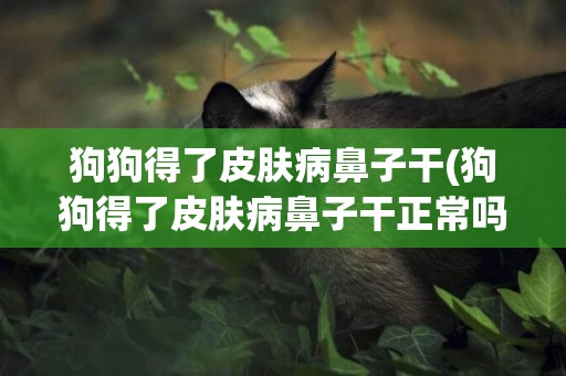 狗狗得了皮膚病鼻子干(狗狗得了皮膚病鼻子干正常嗎)