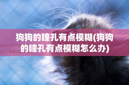 狗狗的瞳孔有點模糊(狗狗的瞳孔有點模糊怎么辦)