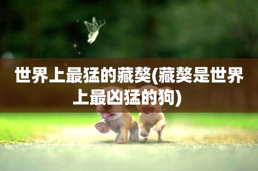 世界上最猛的藏獒(藏獒是世界上最兇猛的狗) 