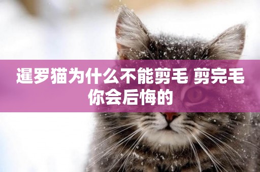 暹羅貓為什么不能剪毛 剪完毛你會后悔的
