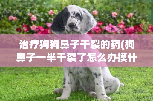 治療狗狗鼻子干裂的藥(狗鼻子一半干裂了怎么辦摸什么藥)