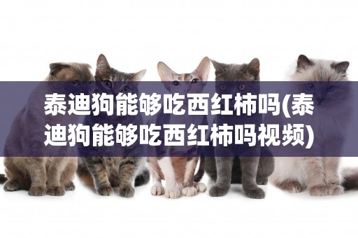 泰迪狗能夠吃西紅柿嗎(泰迪狗能夠吃西紅柿嗎視頻)