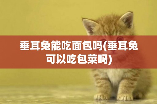 垂耳兔能吃面包嗎(垂耳兔可以吃包菜嗎)