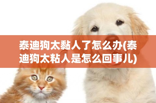 泰迪狗太黏人了怎么辦(泰迪狗太粘人是怎么回事兒)