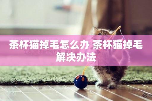 茶杯貓掉毛怎么辦 茶杯貓掉毛解決辦法