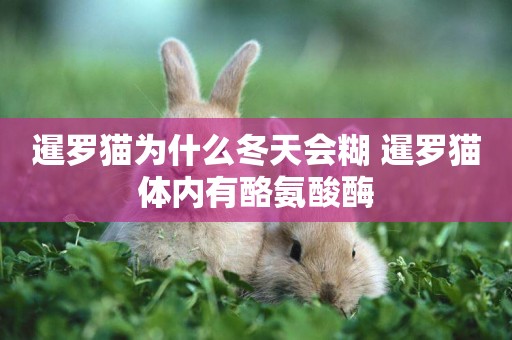 暹羅貓為什么冬天會糊 暹羅貓體內有酪氨酸酶