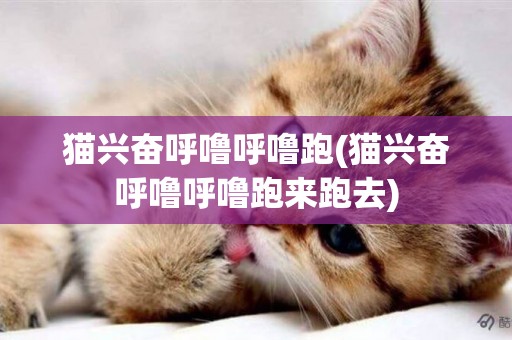 貓興奮呼嚕呼嚕跑(貓興奮呼嚕呼嚕跑來跑去)