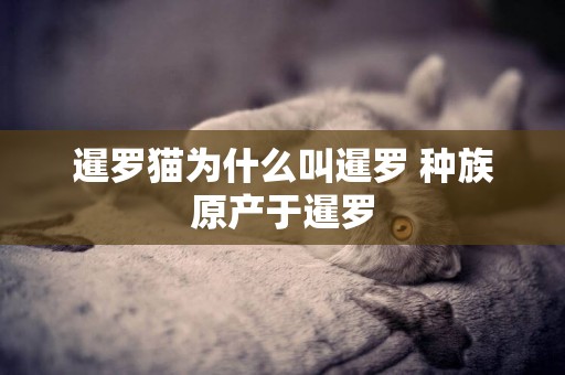 暹羅貓為什么叫暹羅 種族原產于暹羅