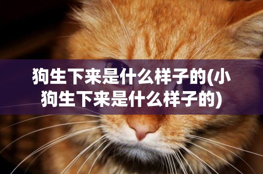 狗生下來是什么樣子的(小狗生下來是什么樣子的)