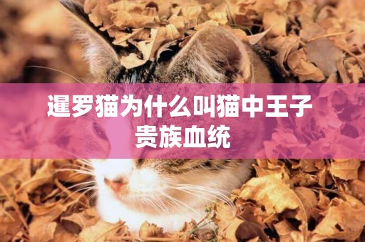 暹羅貓為什么叫貓中王子 貴族血統