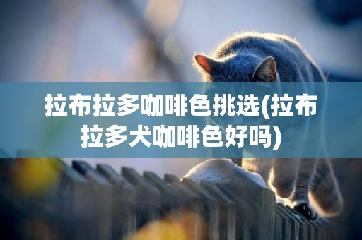 拉布拉多咖啡色挑選(拉布拉多犬咖啡色好嗎)
