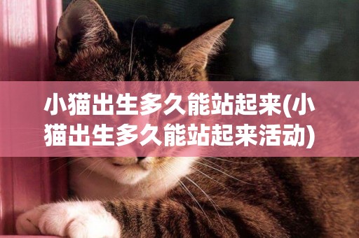 小貓出生多久能站起來(小貓出生多久能站起來活動)