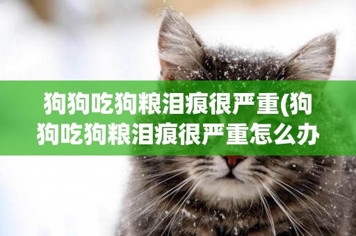 狗狗吃狗糧淚痕很嚴重(狗狗吃狗糧淚痕很嚴重怎么辦)