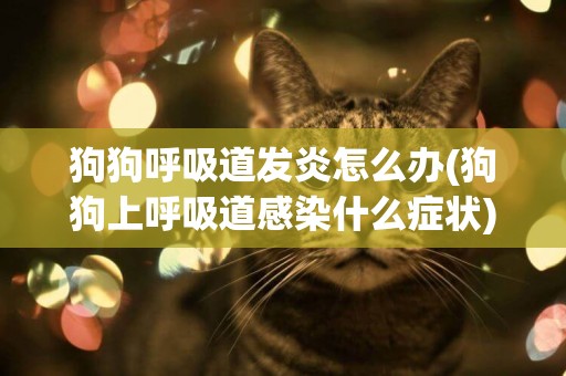 狗狗呼吸道發炎怎么辦(狗狗上呼吸道感染什么癥狀)