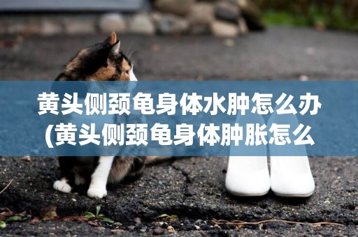 黃頭側頸龜身體水腫怎么辦(黃頭側頸龜身體腫脹怎么治療)