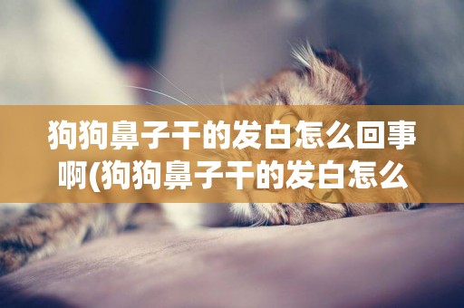 狗狗鼻子干的發白怎么回事啊(狗狗鼻子干的發白怎么回事啊吃什么藥)