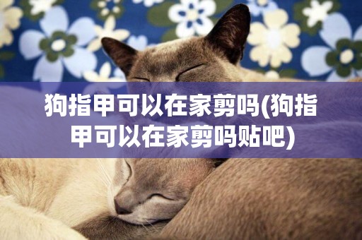 狗指甲可以在家剪嗎(狗指甲可以在家剪嗎貼吧)