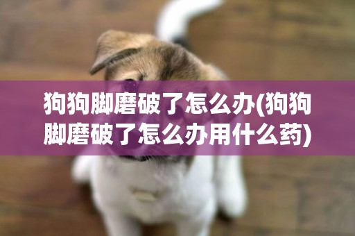 狗狗腳磨破了怎么辦(狗狗腳磨破了怎么辦用什么藥)
