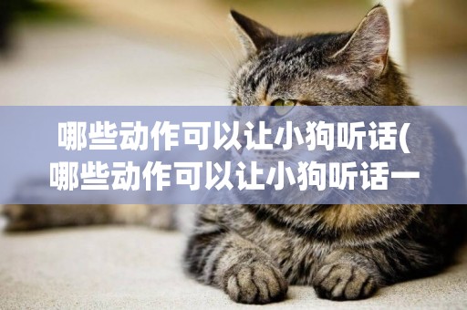 哪些動作可以讓小狗聽話(哪些動作可以讓小狗聽話一點)