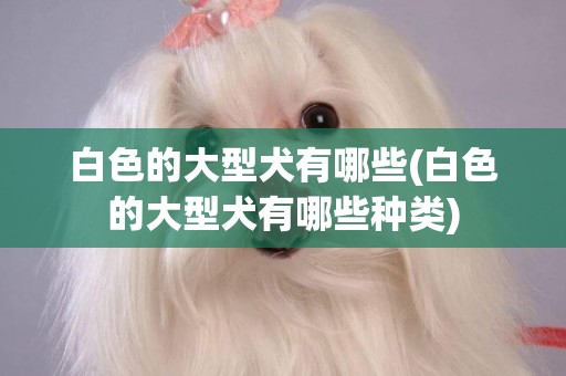 白色的大型犬有哪些(白色的大型犬有哪些種類)