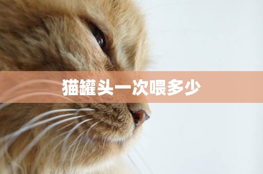 貓罐頭一次喂多少