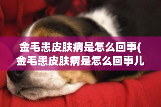 金毛患皮膚病是怎么回事(金毛患皮膚病是怎么回事兒)