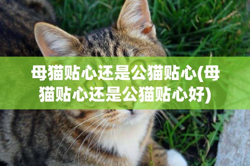 母貓貼心還是公貓貼心(母貓貼心還是公貓貼心好)