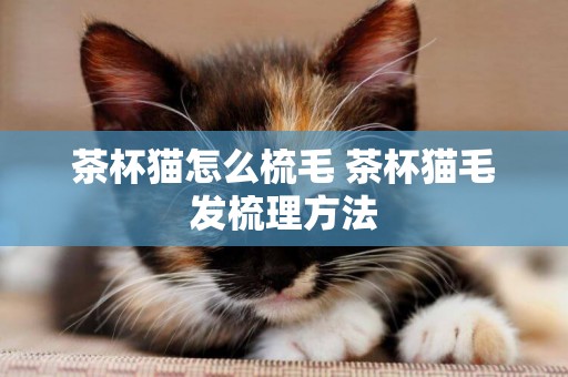 茶杯貓怎么梳毛 茶杯貓毛發梳理方法