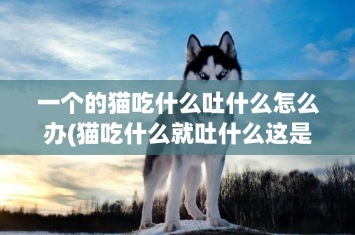 一個的貓吃什么吐什么怎么辦(貓吃什么就吐什么這是什么問題)