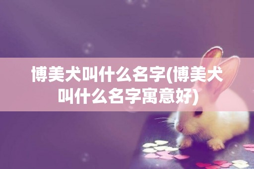 博美犬叫什么名字(博美犬叫什么名字寓意好)