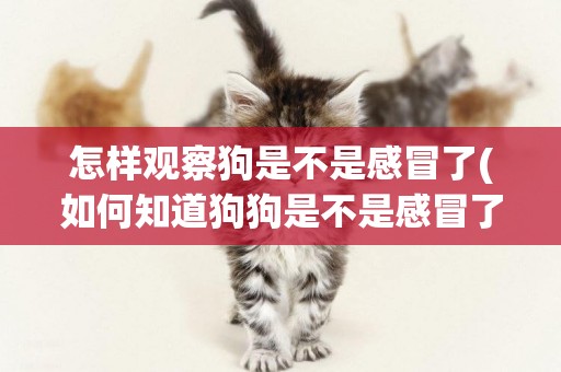 怎樣觀察狗是不是感冒了(如何知道狗狗是不是感冒了)