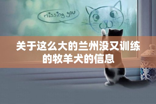 關于這么大的蘭州沒又訓練的牧羊犬的信息