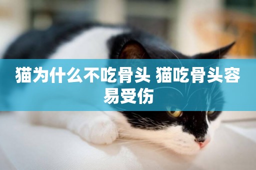 貓為什么不吃骨頭 貓吃骨頭容易受傷