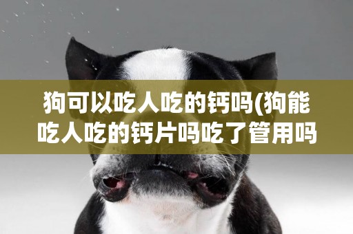 狗可以吃人吃的鈣嗎(狗能吃人吃的鈣片嗎吃了管用嗎)