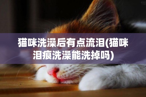 貓咪洗澡后有點流淚(貓咪淚痕洗澡能洗掉嗎)
