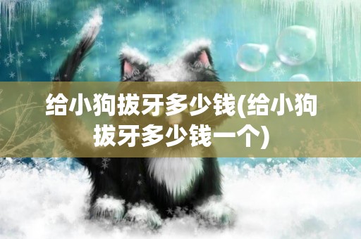 給小狗拔牙多少錢(給小狗拔牙多少錢一個)