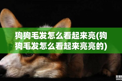 狗狗毛發怎么看起來亮(狗狗毛發怎么看起來亮亮的)