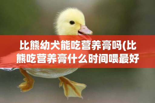 比熊幼犬能吃營養膏嗎(比熊吃營養膏什么時間喂最好)