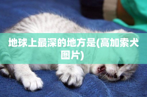地球上最深的地方是(高加索犬圖片) 