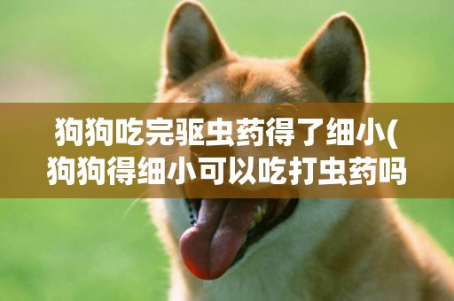 狗狗吃完驅蟲藥得了細小(狗狗得細小可以吃打蟲藥嗎)