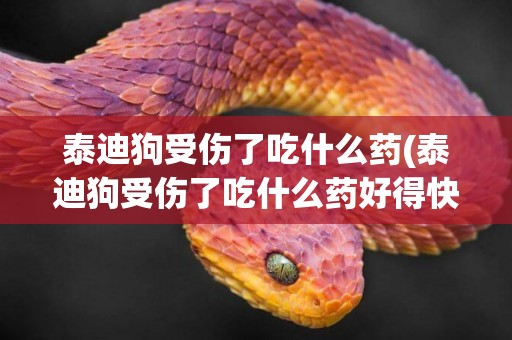 泰迪狗受傷了吃什么藥(泰迪狗受傷了吃什么藥好得快)