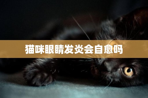 貓咪眼睛發炎會自愈嗎