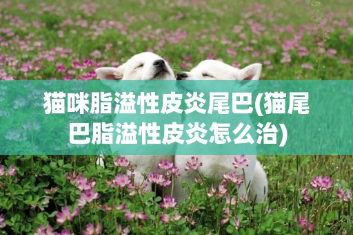 貓咪脂溢性皮炎尾巴(貓尾巴脂溢性皮炎怎么治)