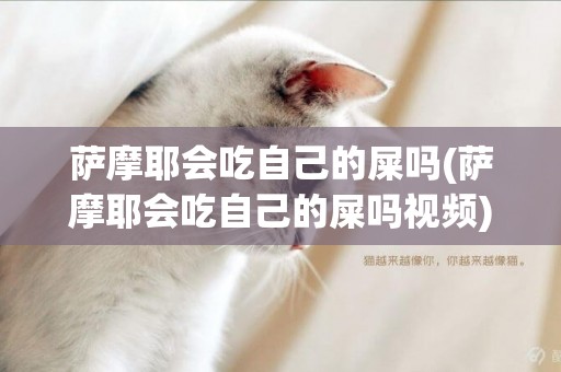 薩摩耶會吃自己的屎嗎(薩摩耶會吃自己的屎嗎視頻)