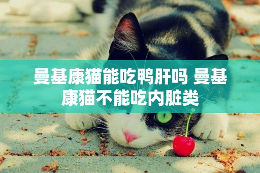 曼基康貓能吃鴨肝嗎 曼基康貓不能吃內臟類