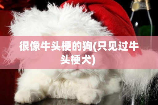 很像牛頭梗的狗(只見過牛頭梗犬) 