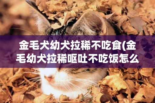 金毛犬幼犬拉稀不吃食(金毛幼犬拉稀嘔吐不吃飯怎么辦)