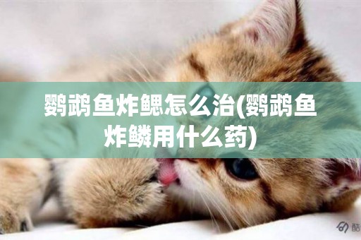 鸚鵡魚炸鰓怎么治(鸚鵡魚炸鱗用什么藥)